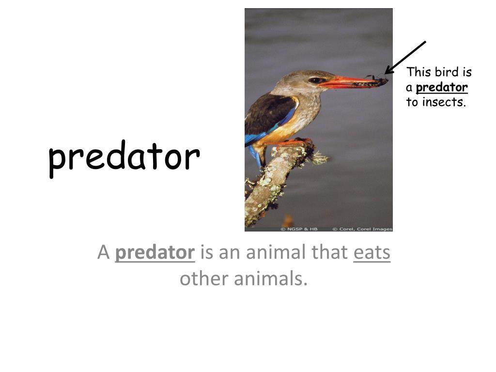 What Does Predator Mean In Slang at Dan Brown blog