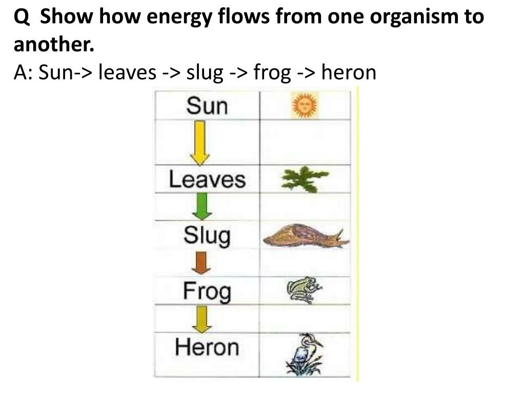 Food chain / web PowerPoint Presentation, free download Biology Diagrams