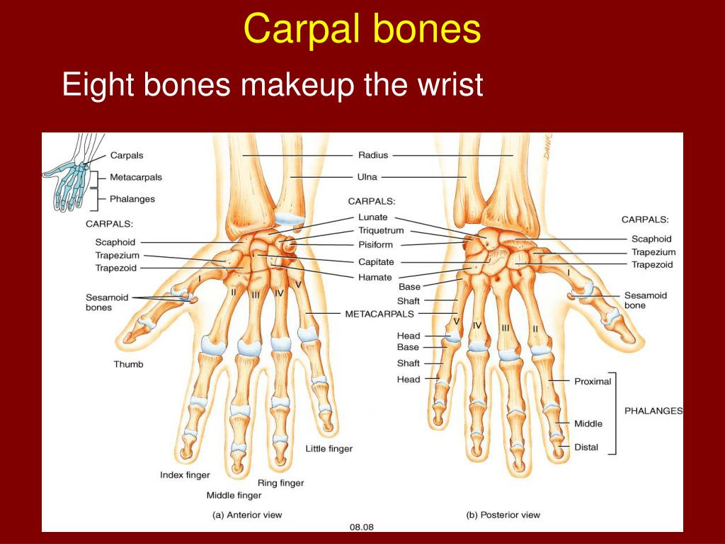 PPT - Chapter 8 The Appendicular Skeleton PowerPoint Presentation, free