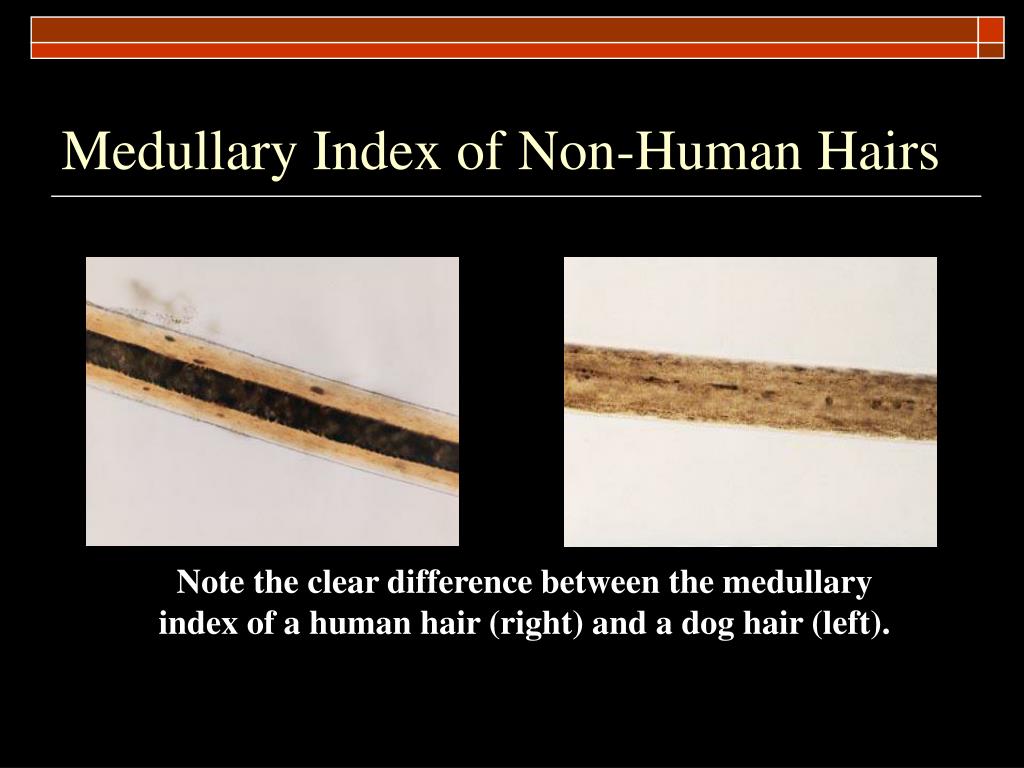 PPT - Hair Analysis and Species Recognition PowerPoint Presentation, free  download - ID:5420233