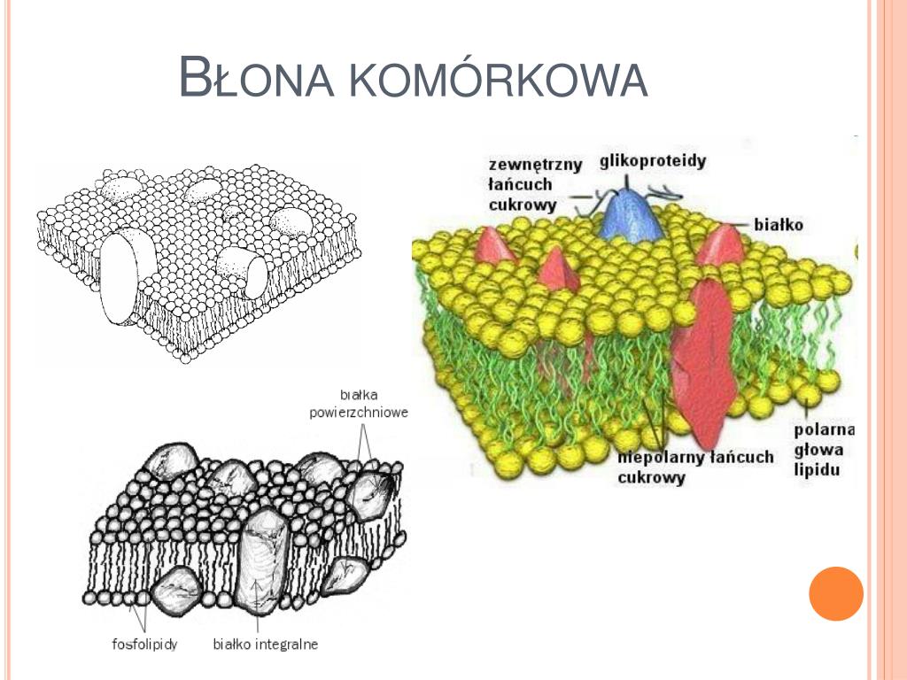 Struktura Komórkowa W Której Odbywa Się Synteza Białek PPT - Komórki Roślinne i Komórki Zwierzęce PowerPoint Presentation - ID