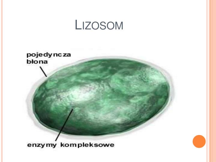 PPT Kom rki Ro linne I Kom rki Zwierz ce PowerPoint Presentation ID PPT Kom rki Ro linne I Kom rki Zwierz ce PowerPoint Presentation ID