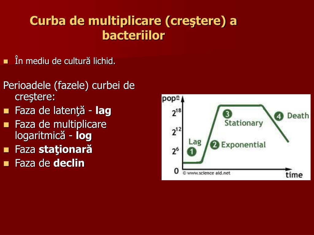 PPT - Metabolism bacterian PowerPoint Presentation, free download -  ID:5421948