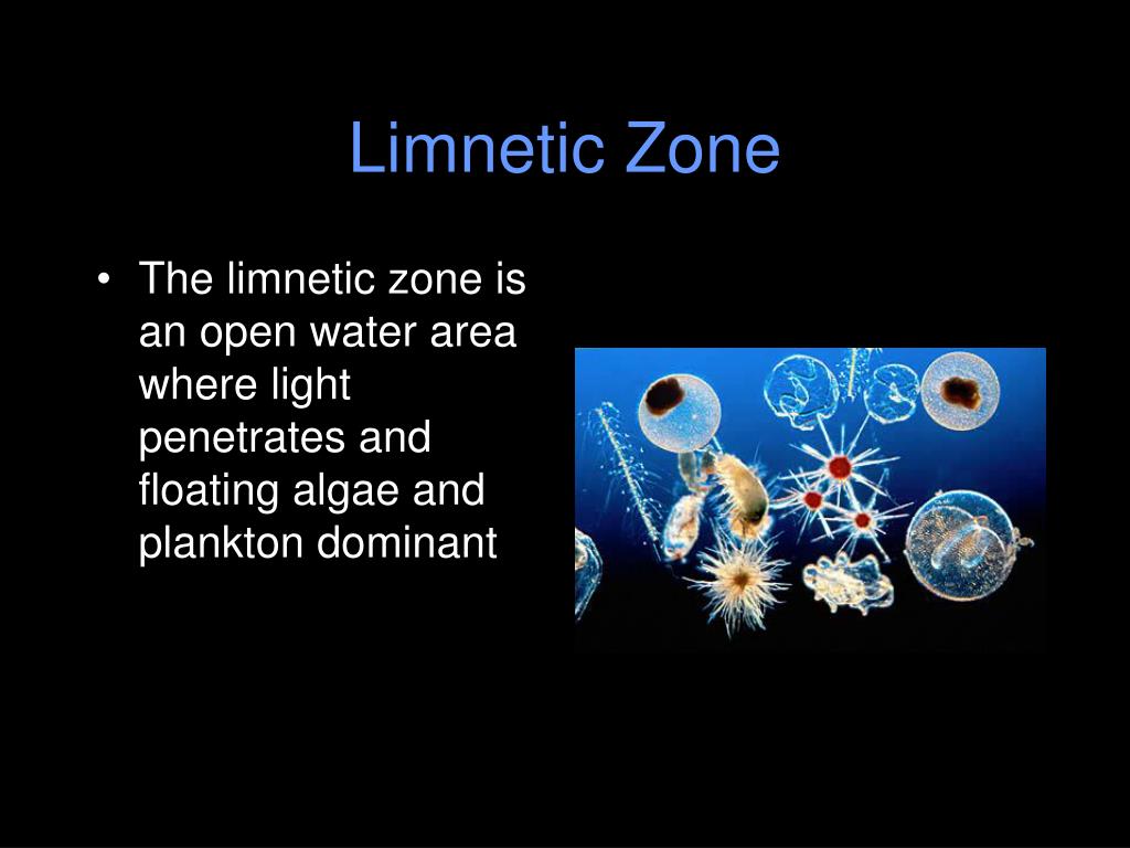 essay limnetic zone