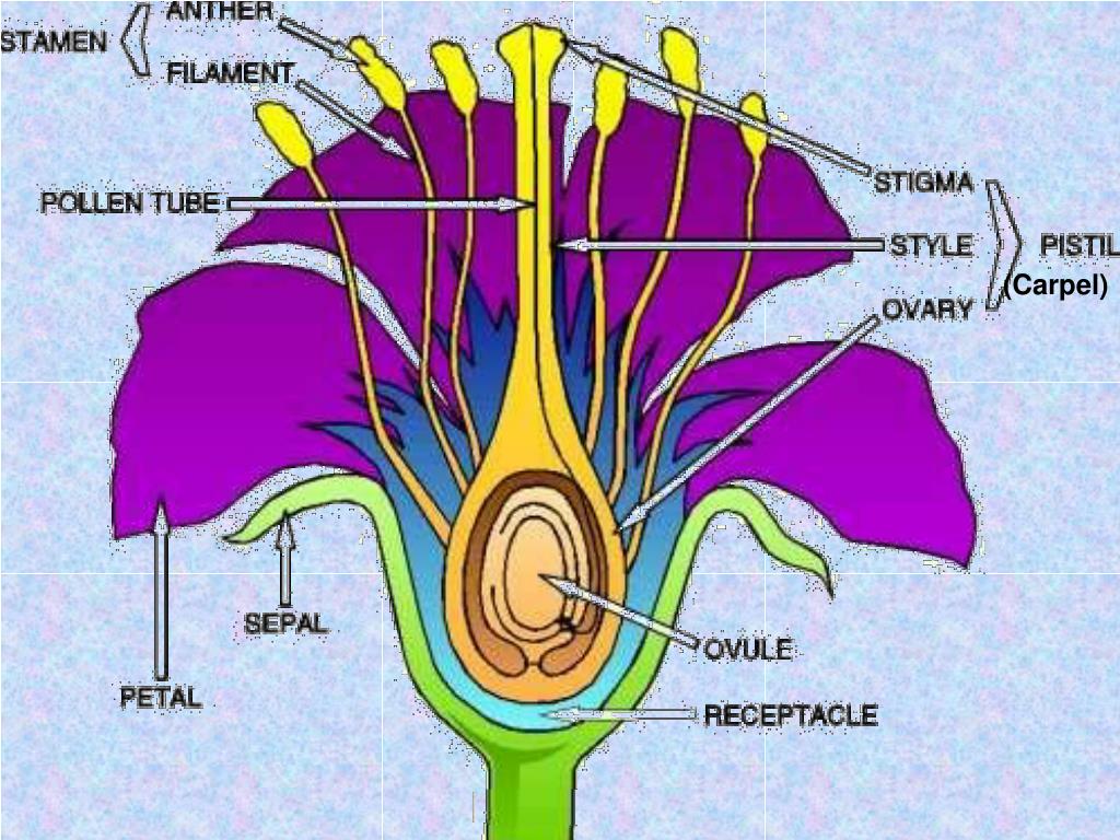 Описание женского пола. Хрусталик цветок. Reproduction Parts of Flower. Flower structure. Corolla, Calyx, stamen Pistil.