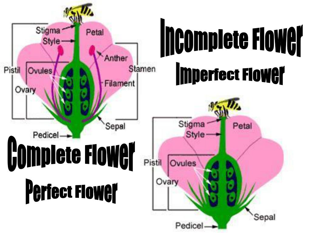 PPT Growth And Development In Plants PowerPoint Presentation Free 