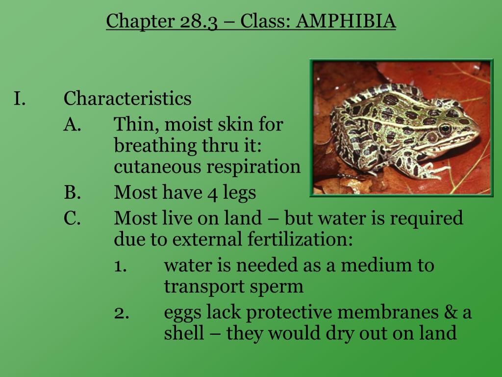 PPT Chapter 28 3 Class AMPHIBIA  I Characteristics  