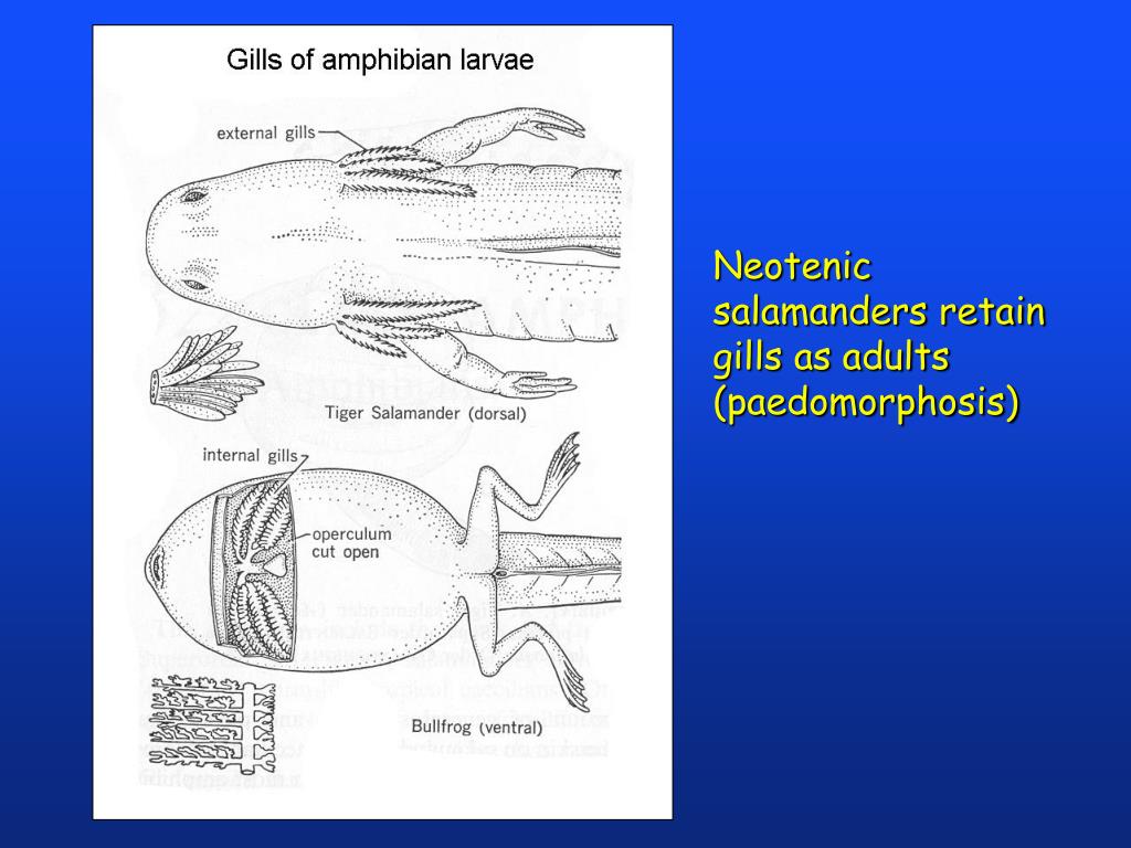 PPT - Amphibians PowerPoint Presentation, free download - ID:5423675