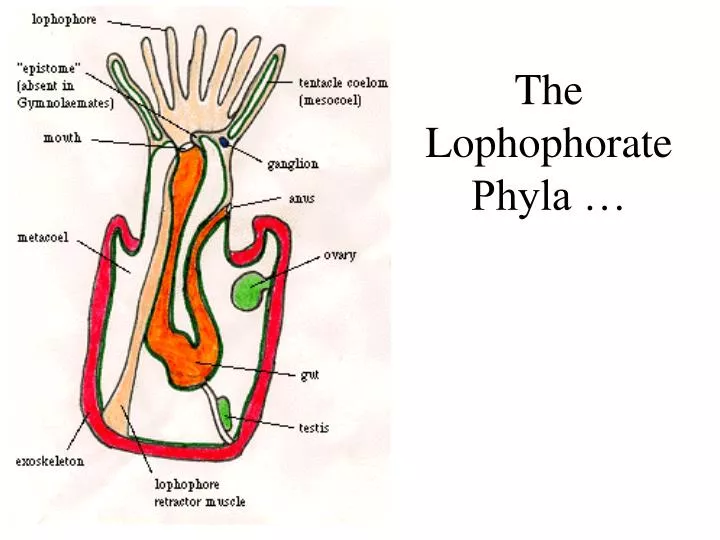 the lophophorate phyla n.