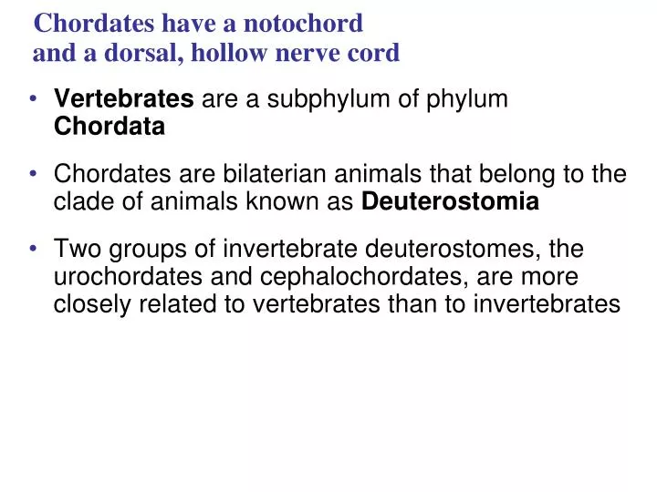 PPT - Chordates have a notochord and a dorsal, hollow nerve cord PowerPoint  Presentation - ID:5424023