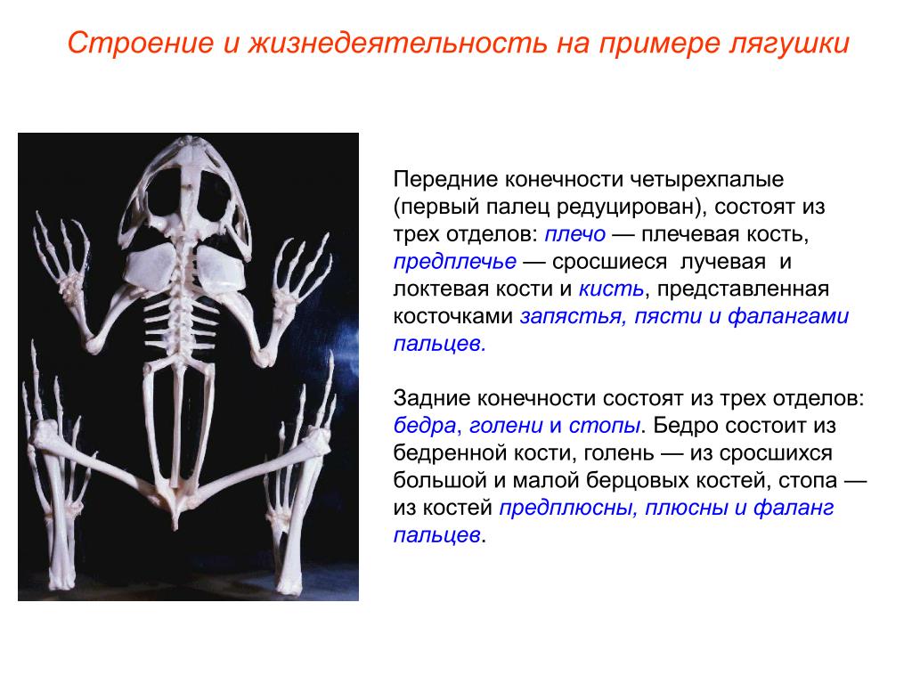 Скелет передних конечностей лягушки. Строение конечностей амфибий. Скелет лягушки. Туловищный отдел позвоночника земноводных. Скелет земноводных.