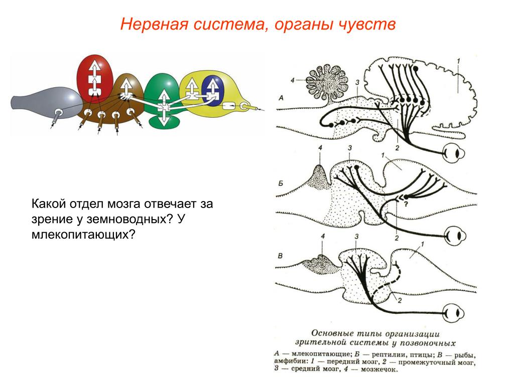 Нервная система и органы чувств млекопитающих. Отделы нервной системы лягушки. Нервная система и органы чувств амфибий. Нервная система и органы чувств система земноводных. Нервная система амфибий.