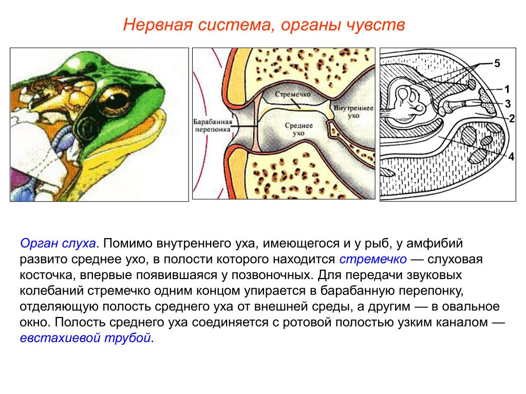 Орган слуха рыб внутреннее ухо. Нервная система и органы чувств амфибий. Строение органа слуха у рыб. Строение внутреннего уха рыбы. Органы чувств земноводных.