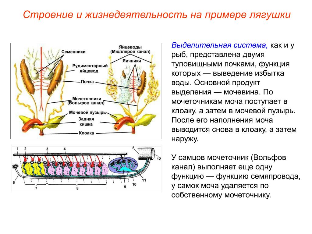 Кишечник мочеточники открываются в клоаку. Строение туловищной почки. Строение выделительной системы земноводных. Класс земноводные выделительная система. Строение выделительной системы рыб.