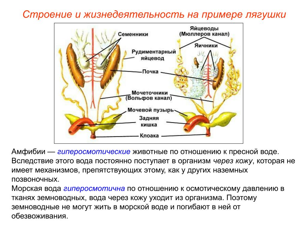 Мочеточник у земноводных. Половая и выделительная система лягушек. Строение мочеполовой системы лягушки. Строение почек земноводных. Строение половой системы самца лягушки.