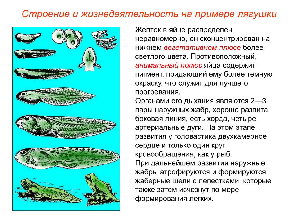 Какие особенности строения головастиков. Строение и жизнедеятельность на примере лягушки. Надкласс наземные позвоночные. Строение головастика лягушки. Наружные жабры у земноводных.