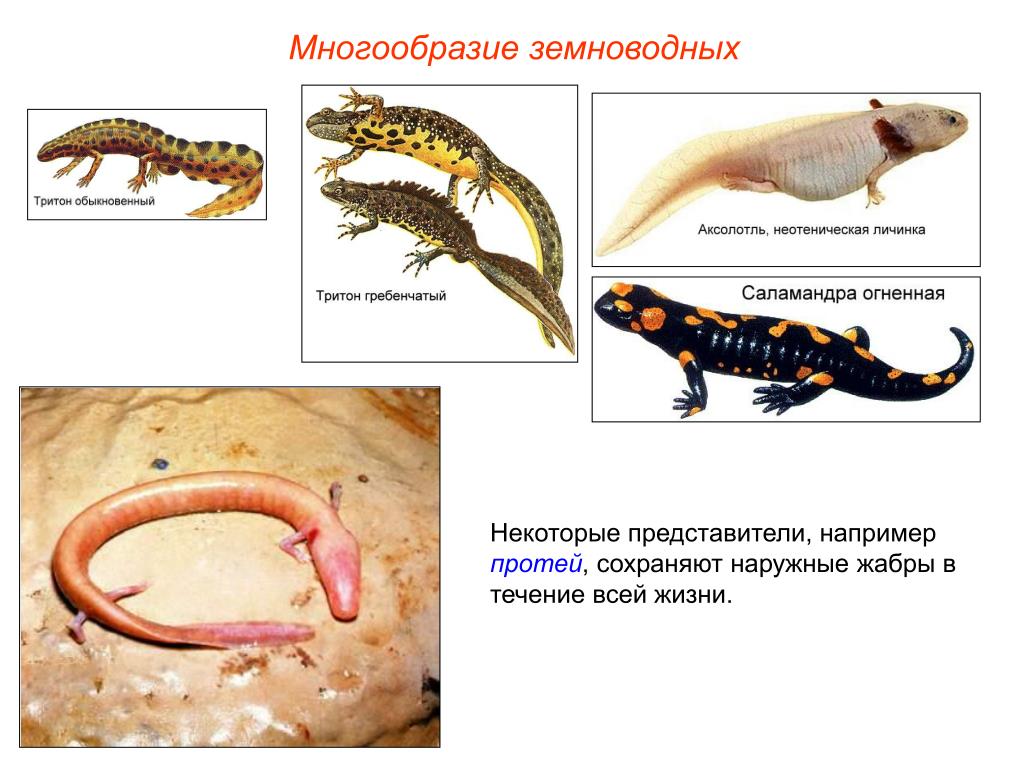 Наружные жабры у земноводных. Многообразие земноводных. Земноводные представители. Личинок земноводных животных. Амфибии представители.