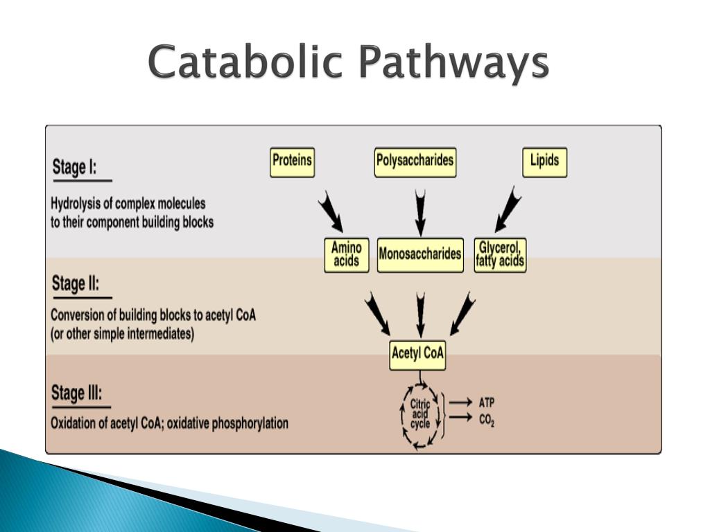 Common value. General Pathways of catabolism. Anabolism and catabolism. Metabolism catabolism and anabolism. Catabolic Reaction.
