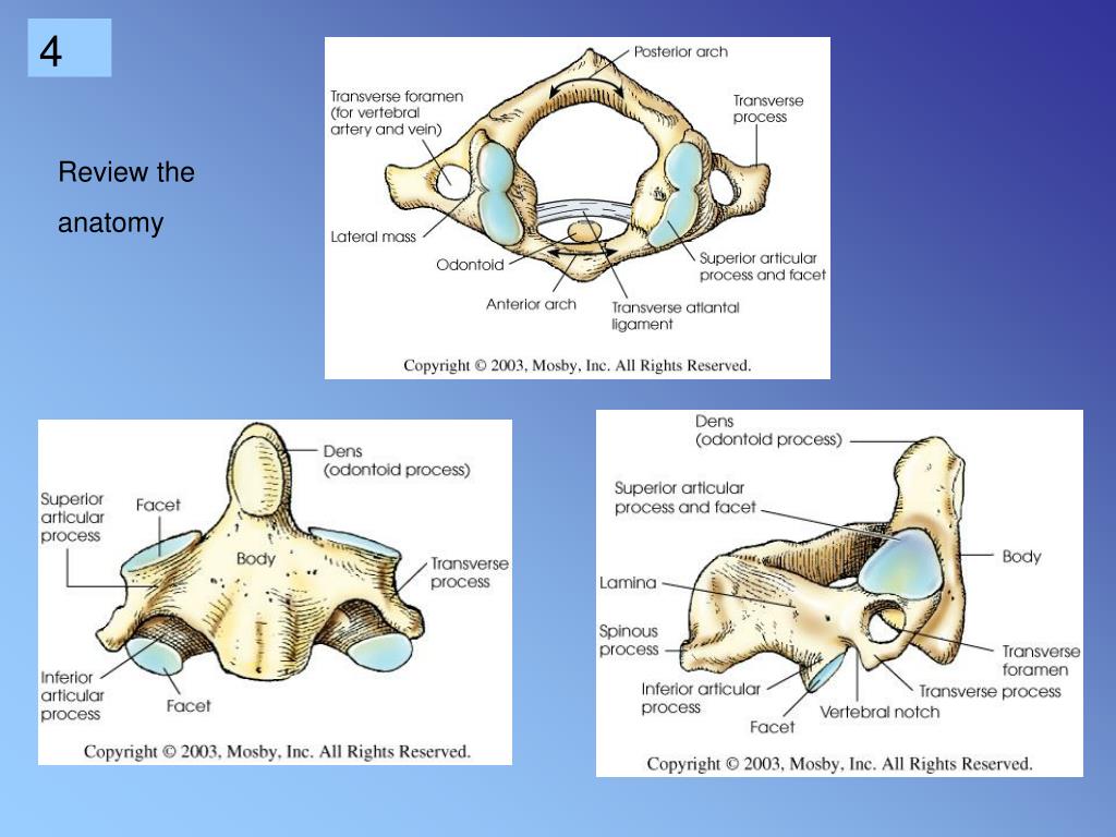 PPT - CERVICAL SPINE PowerPoint Presentation, free download - ID:5425956
