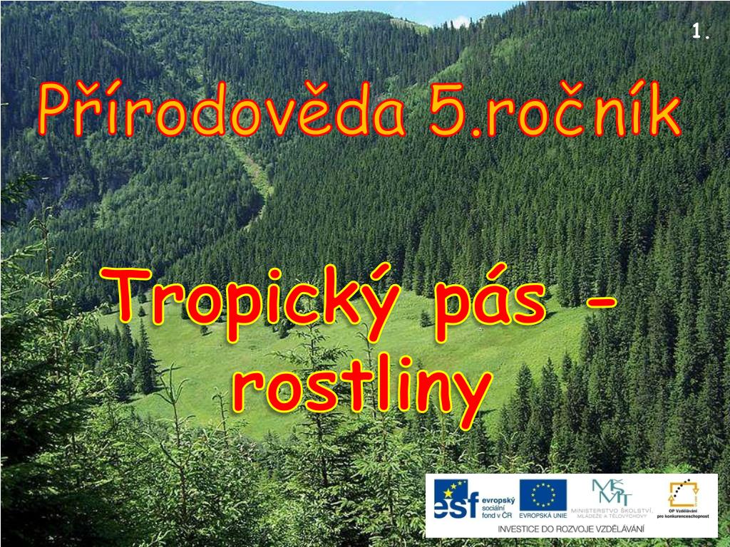PPT - Tropický pás - rostliny PowerPoint Presentation, free download -  ID:5426424