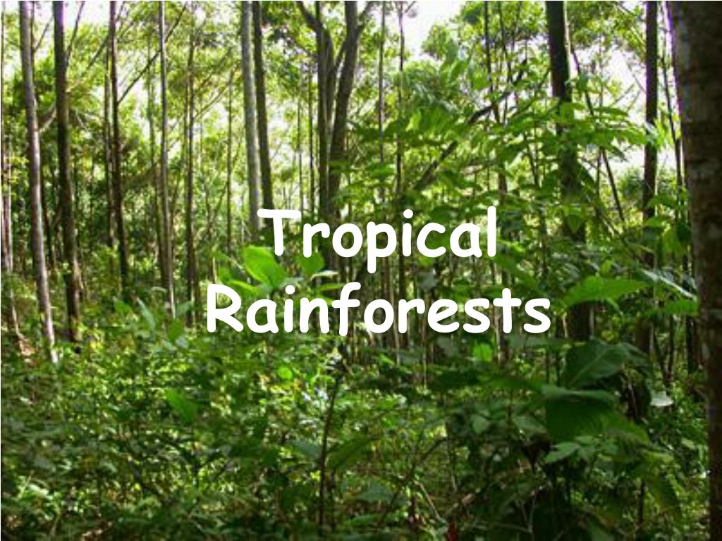 PPT - Tropical Rainforests PowerPoint Presentation, free download - ID ...
