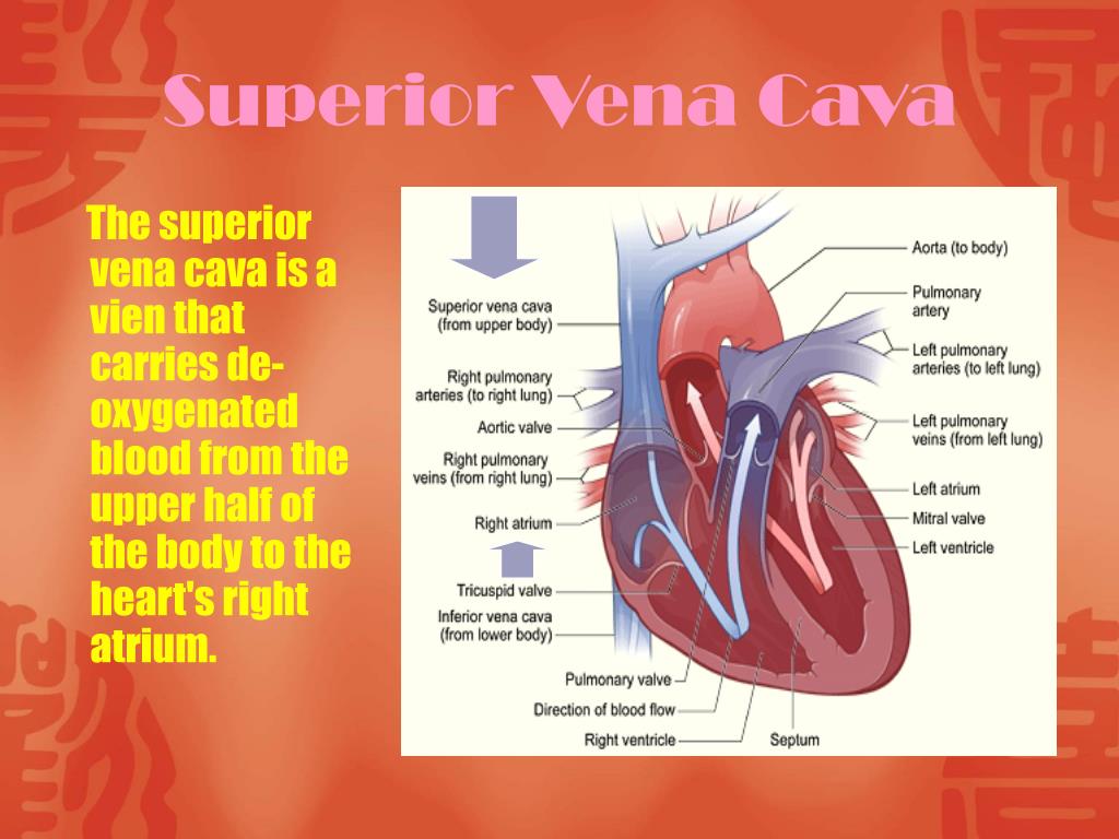 Какая кровь поступает в легкие млекопитающих. Vena Cava Superior типография. Синдром Вена кава Супериор.