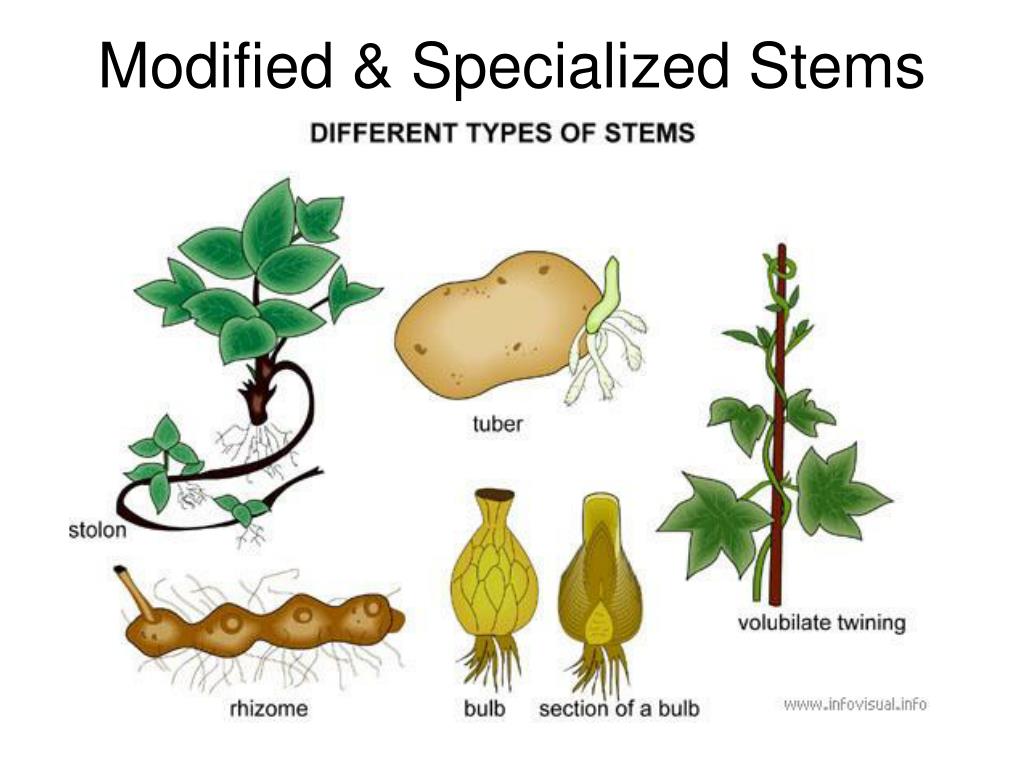 specialized stems