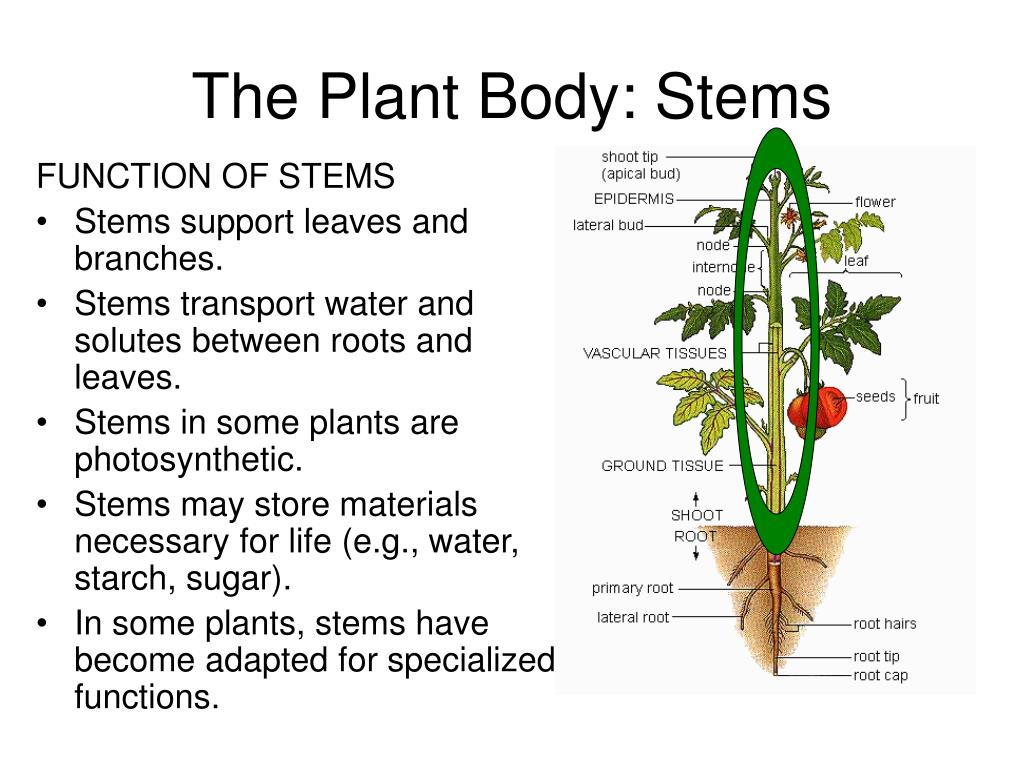 Plant stem. Plant. Plants Parts function. Plant b вид. Life form Plant.