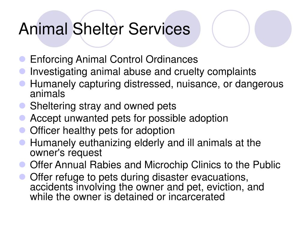 animal shelter research topics