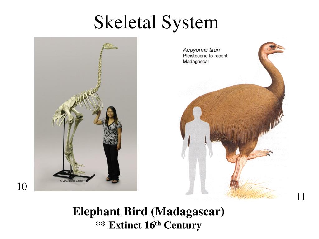 Elephant bird. Эпиорнис мадагаскарский. Птица МОА. МОА скелет. Слоновая птица Мадагаскара.