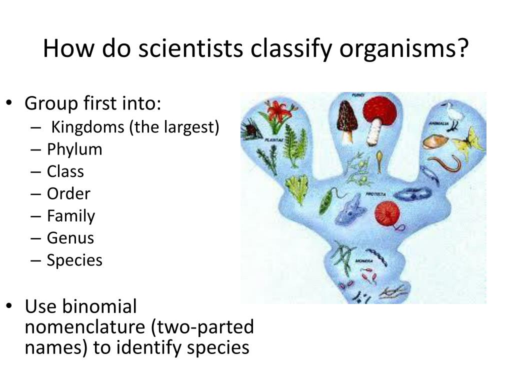 Ppt classification powerpoint presentation free download id 5428443
