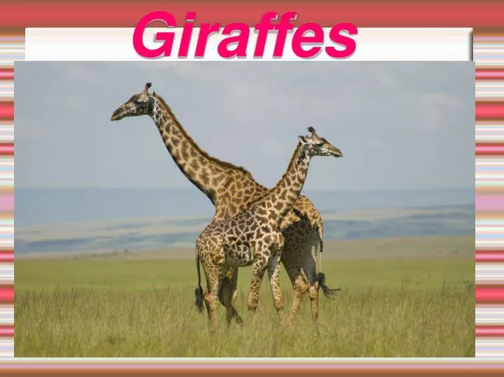 giraffes n.