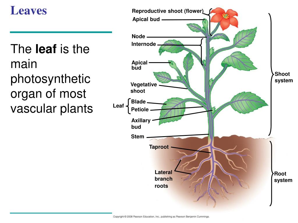 Строение органов растительного организма. Системы органов растений. Органы растения схема. Строение органов растений. Название органов растений.