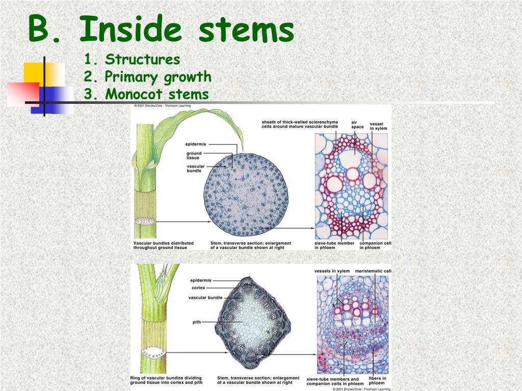 labeling primary growth structures ground tissue