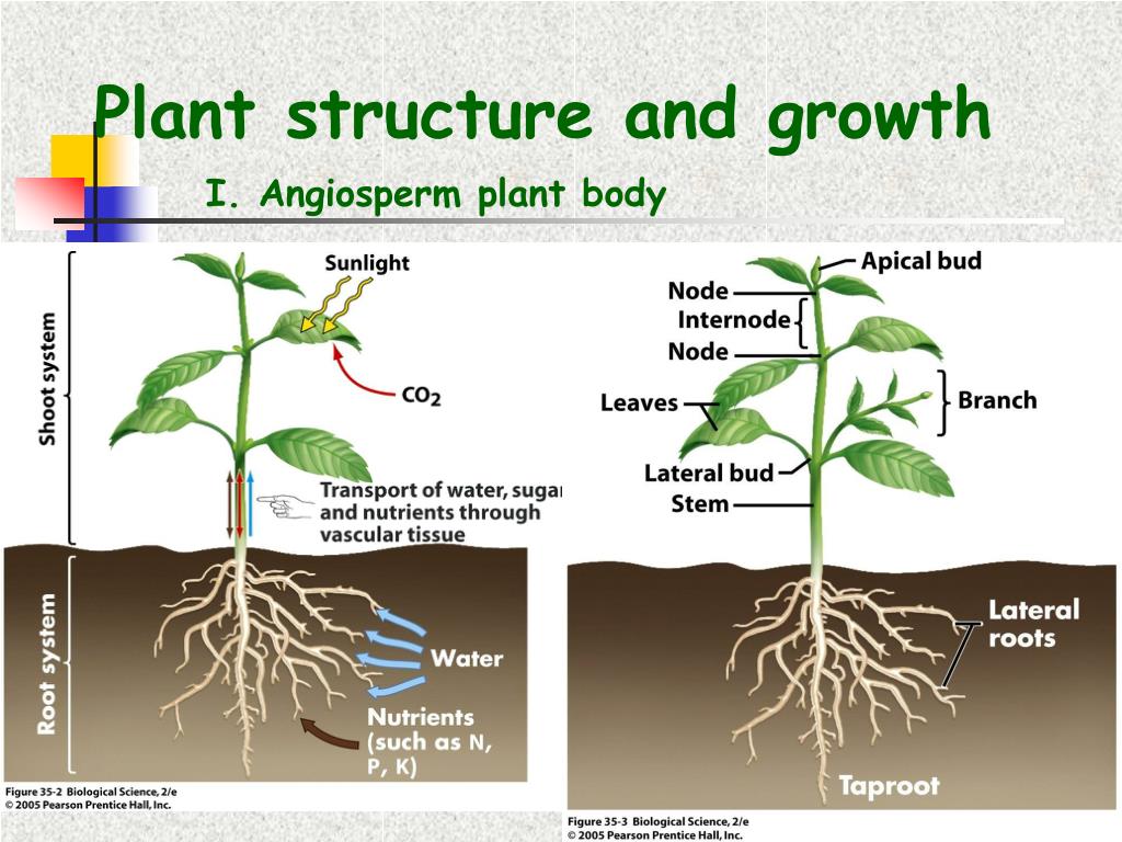 Plant в прошедшем. Plant structure. Строение комнатного растения. Plant growth. Части строения комнатного растения.