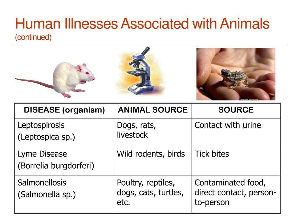 PPT - Diseases Transmitted Animals to Humans PowerPoint Presentation ...