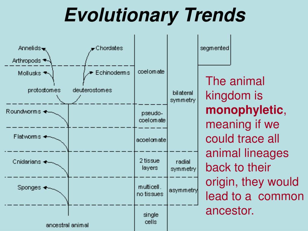 what is meant by evolutionary trend