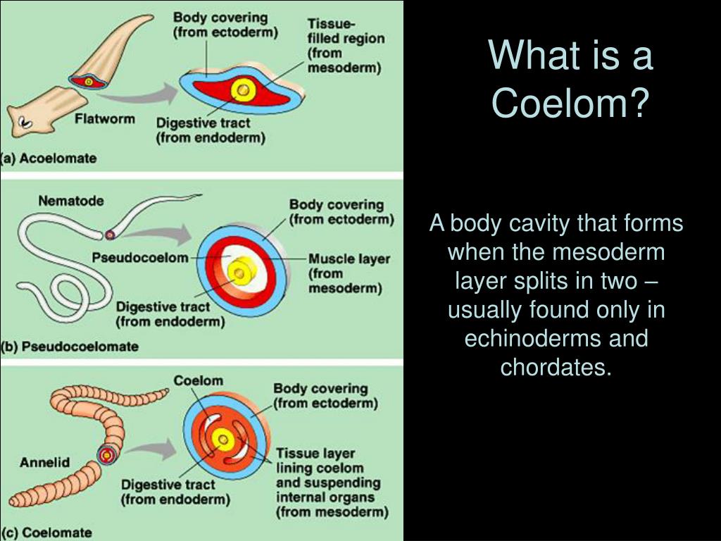 what is the meaning of evolutionary trend