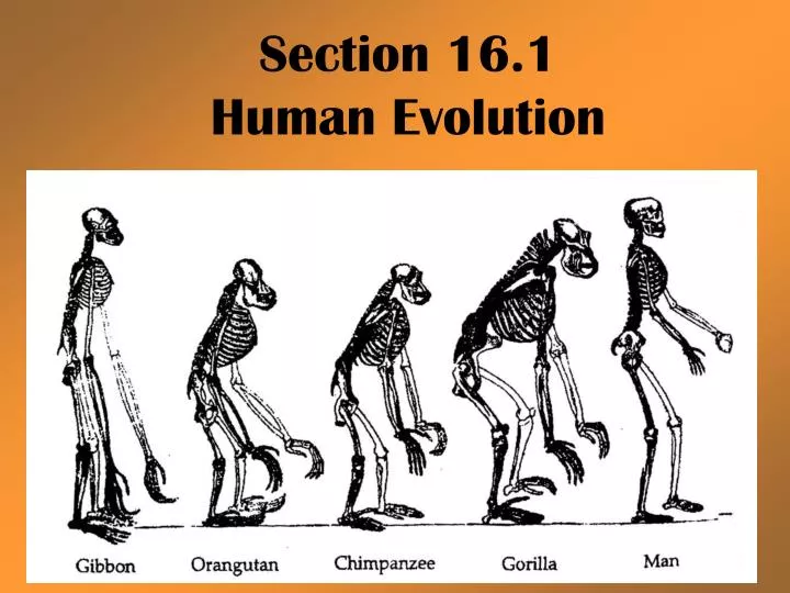 understanding human evolution from the paleoanthropology perpective understanding human evolution from the paleoanthropology perpective