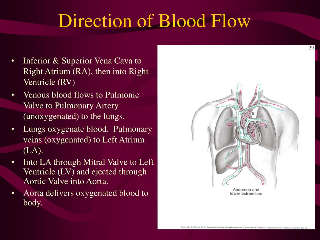 PPT - Heart and Peripheral Vasculature PowerPoint Presentation, free