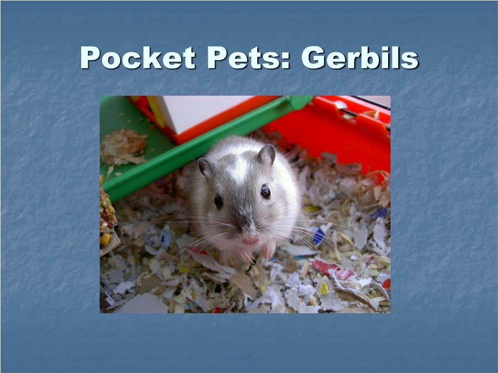 PPT - All About Hamsters PowerPoint Presentation, free download