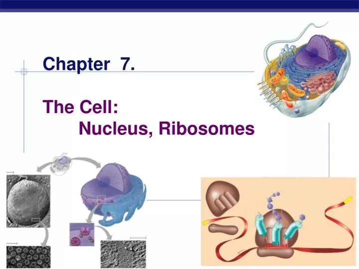 chapter 7 the cell nucleus ribosomes n.