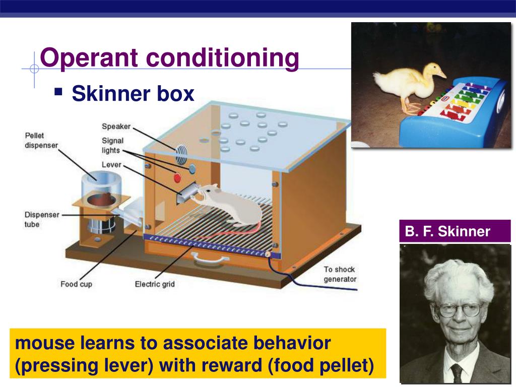 PPT Exploring Animal Behavior Genetics Vs Experience PowerPoint 