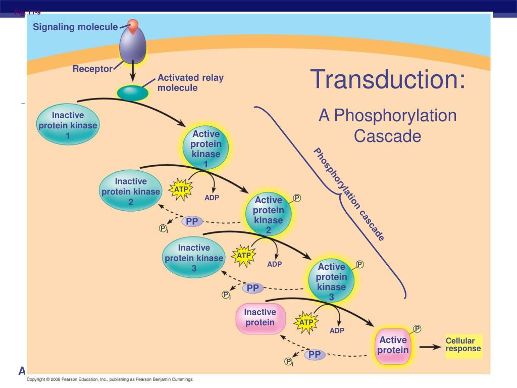 PPT Cell Communication PowerPoint Presentation, free download ID