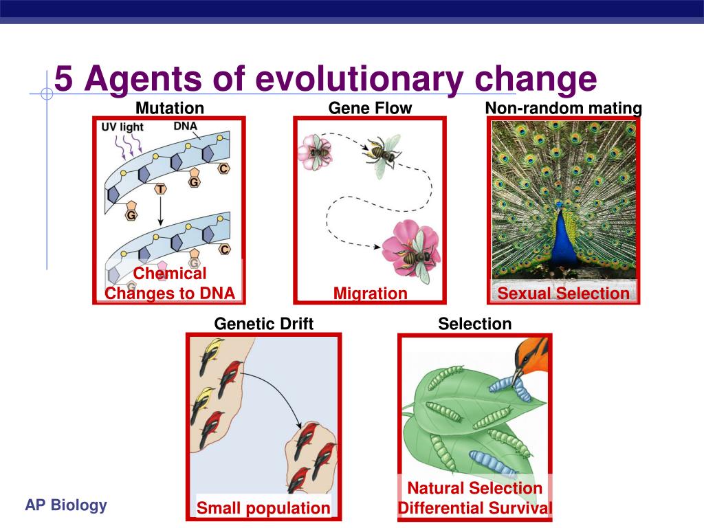 what is selection pressure in genetics