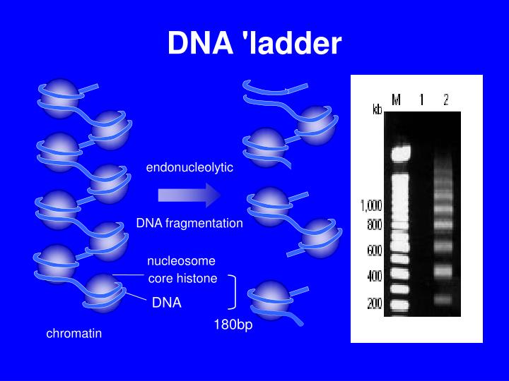 Apoptosis Dna Ladder