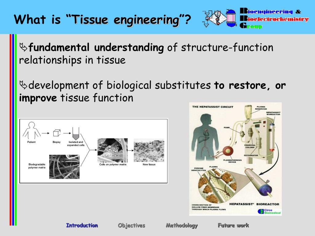 phd thesis in tissue engineering
