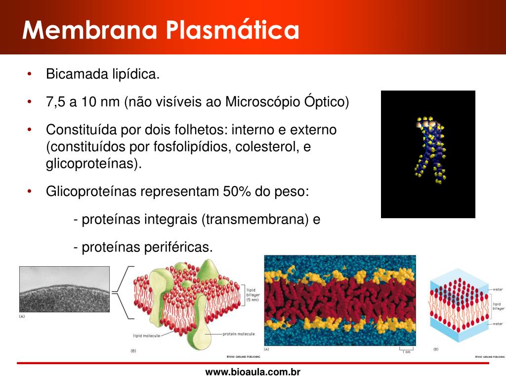 Ppt Membrana Plasmática Powerpoint Presentation Free Download Id
