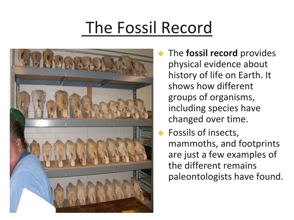 fossil record examples