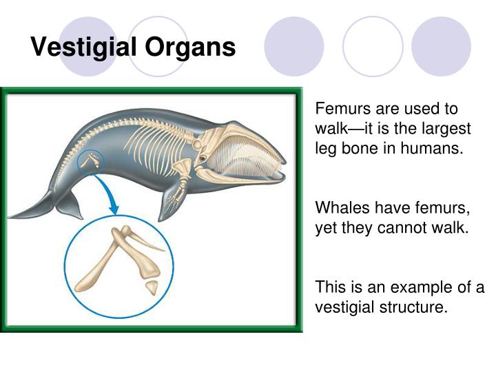 PPT - Chapter 15 – Darwin’s Theory of Evolution PowerPoint Presentation ...